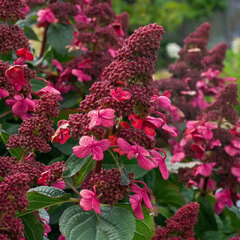 Hydrangea 'living infinity'® - hortenzia k1l - Hydrangea 'Living Infinity'