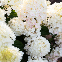 Hydrangea 'living little blossom'® - hortenzia k1l - Hydrangea pan. Living Little Blossom®-HR07 (5729)