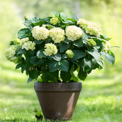 Hydrangea m. 'ice girl' - hortenzia k2l - Hydrangea m. 'Ice Girl' 2