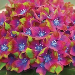 Hydrangea m. 'schloss wackerbarth' - hortenzia - Hydrangea m. 'Schloss Wackerbarth' - hortenzia 1