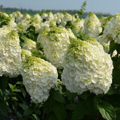 Hydrangea 'magical mont blanc' - hortenzia - 3252529 Hydrangea 'Magical Mont Blanc' 03