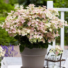 Hydrangea 'polestar' - hortenzia k1l - 6254396 Hydrangea 'Polestar' 03