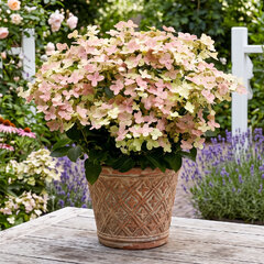 Hydrangea 'polestar' - hortenzia k1l - Hydrangea 'Polestar'