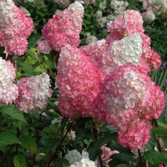 Hydrangea 'vanille fraise' - hortenzia k1l - 3250920 Hydrangea 'Vanille Fraise' 07