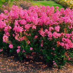 Lagerstroemia 'eveline' - myrta - Lagerstroemia 'Eveline' - myrta 2