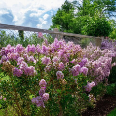 Lagerstroemia 'lavender' - myrta - Lagerstroemia 'Lavender'