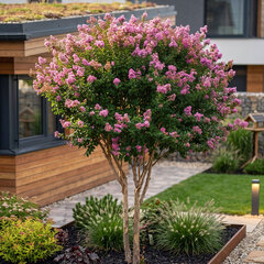 Lagerstroemia 'pink' - myrta k2l - Lagerstroemia 'Pink'
