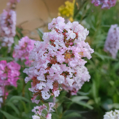 Lagerstroemia 'with love babe' - myrta - Lagerstroemia 'With Love Babe' - myrta 2