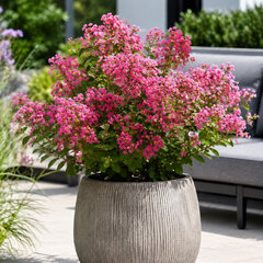 Lagerstroemia 'with love kiss' - myrta - Lagerstroemia 'With Love Kiss'