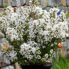 Lagerstroemia 'with love virgin' - myrta - Lagerstroemia 'With Love Virgin' - myrta 2