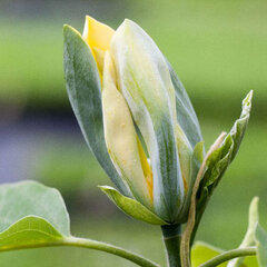 Magnolia 'blue opal' - magnólia k2l - 9252824 Magnolia 'Blue Opal' 05