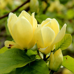 Magnolia 'daphne' - magnólia k2l - 9254400 Magnolia 'Daphne' 02