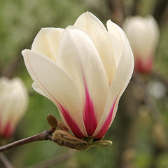 Magnolia 'sunrise' - magnólia k1l - Magnolia 'Sunrise'