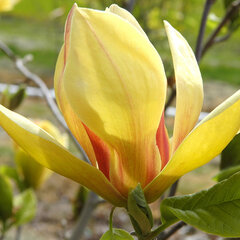 Magnolia 'sunsation' - magnólia k2l - 9253754 Magnolia 'Sunsation' 03