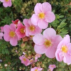 Potentilla 'floppy disc' - 9251323 Potentilla 'Floppy Disc' 02
