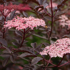 Sambucus nigra 'black lace' - baza - 9232729 Sambucus nigra 'Black Beauty' 03