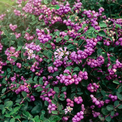 Symphoricarpos 'amethyst' - imelovník - Symphoricarpos 'Amethyst