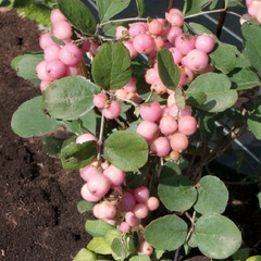 Symphoricarpos 'amethyst' - imelovník - Symphoricarpos 'Amethyst' - imelovník 1