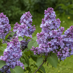 Syringa 'michel buchner' - orgován k1l - Syringa 'Michel Buchner' 