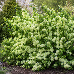 Viburnum 'magical spring glory' - kalina - Viburnum 'Magical Spring Glory'