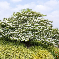 Viburnum 'opening day' - kalina - Viburnum 'Opening Day' 