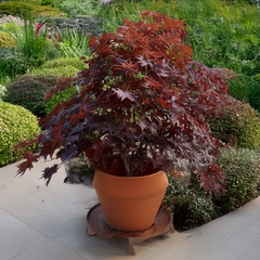 Acer 'black lace' - javor k3l - Acer 'Black Lace' - javor K3L 2