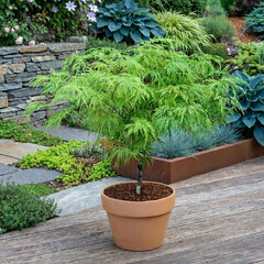 Acer 'dissectum' - javor k1l - Acer 'Dissectum' 