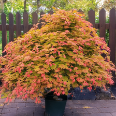 Acer 'moonrise' - javor k1,5l - Acer 'Moonrise' - javor K3L 2