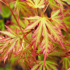 Acer 'orange lace' - javor k3l - 9234058 Acer 'Orange Lace' 03