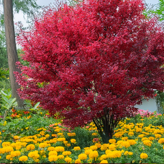 Acer 'skeeter's broom' - javor k2l - 9254828 Acer 'Skeeter's Broom' 02