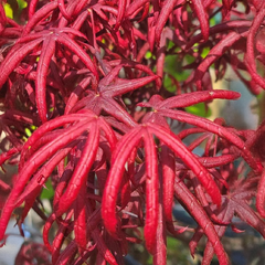 Acer 'starfish' - javor k3l - Acer 'Starfish' - javor K3L 1