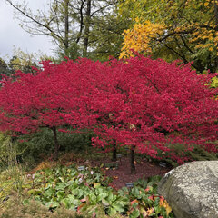 Euonymus 'compactus' - bršlen - Euonymus 'Compactus'