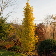 Ginkgo 'menhir' - ginko k1l - Ginkgo 'Menhir'  1