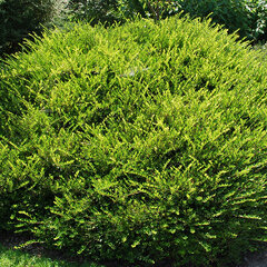 Lonicera pileata - zemolez - 9252718 Lonicera pileata 01