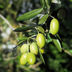 Olea e. 'cipressino' - olivovník k9 - olivo 2