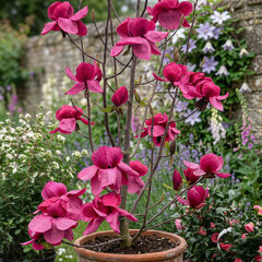 Magnolia 'felix jury'  - magnólia k2l - Magnolia 'Felix Jury'