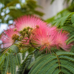 Albizia 'tropical dream' - albízia k2l - Albizia 'Tropical Dream'  1