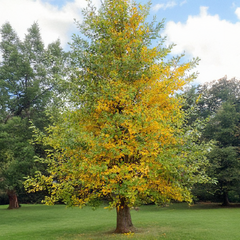 Ginkgo biloba - ginko - Ginkgo biloba - ginko 3