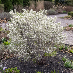 Amelanchier 'prince william' - muchovník k2l - Amelanchier 'Prince William'