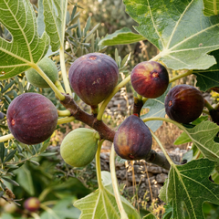 Ficus 'šúrovská' - figovník k2l - ficus surovska