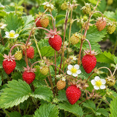 Fragaria 'alexandria' - lesná jahoda - Fragaria 'Alexandria' 