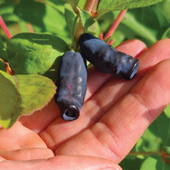 Lonicera 'jugana' - zemolez k9h - zimolez