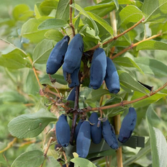 Lonicera 'vostorg' - zemolez k9h - Lonicera 'Vostorg' - zemolez K9H 1