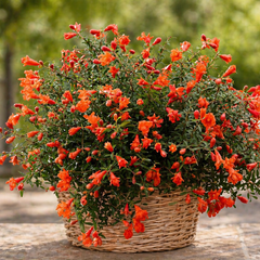 Punica granatum 'uniqa' - granátovník k1l - Punica granatum 'Uniqa' - granátovník K1L 1