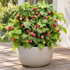 Rubus bonbonberry 'yummy' - malina k1l - Rubus BonBonBerry 'Yummy'