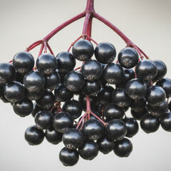 Sambucus 'haidegg 17' - baza - Sambucus 'Haidegg 17' baza plod