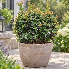Vaccinium 'berrybux' - čučoriedka - Vaccinium 'BerryBux' 