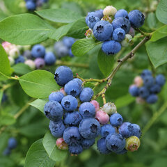 Vaccinium 'goldtraube' - čučoriedka k2l - Vaccinium 'Goldtraube' 