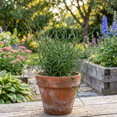 Juncus 'spiralis' - sítina - Juncus 'Spiralis'