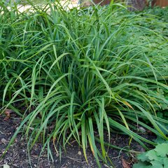 Carex 'irish green'  - ostrica - Ostrica 'Irish Green'
